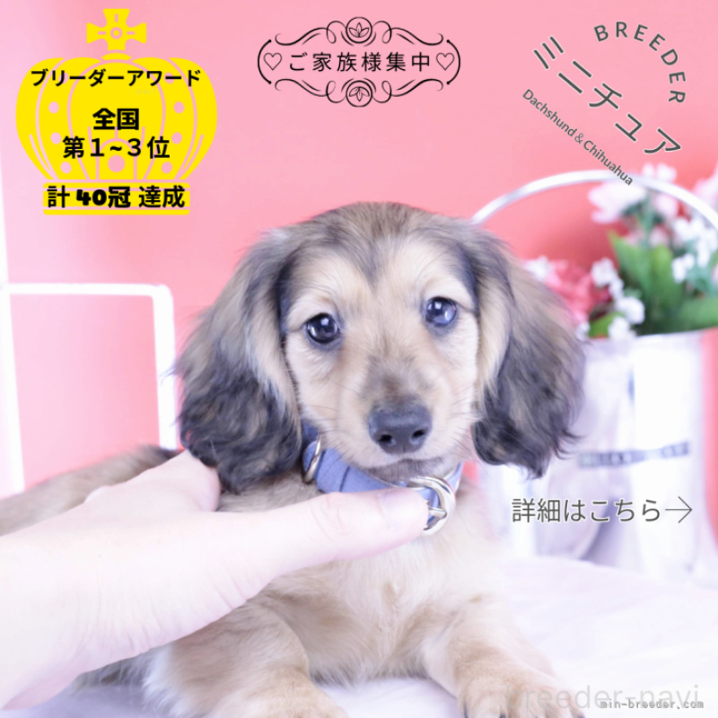 販売中ののミニチュアダックスフンド(ロングヘアード)-421510