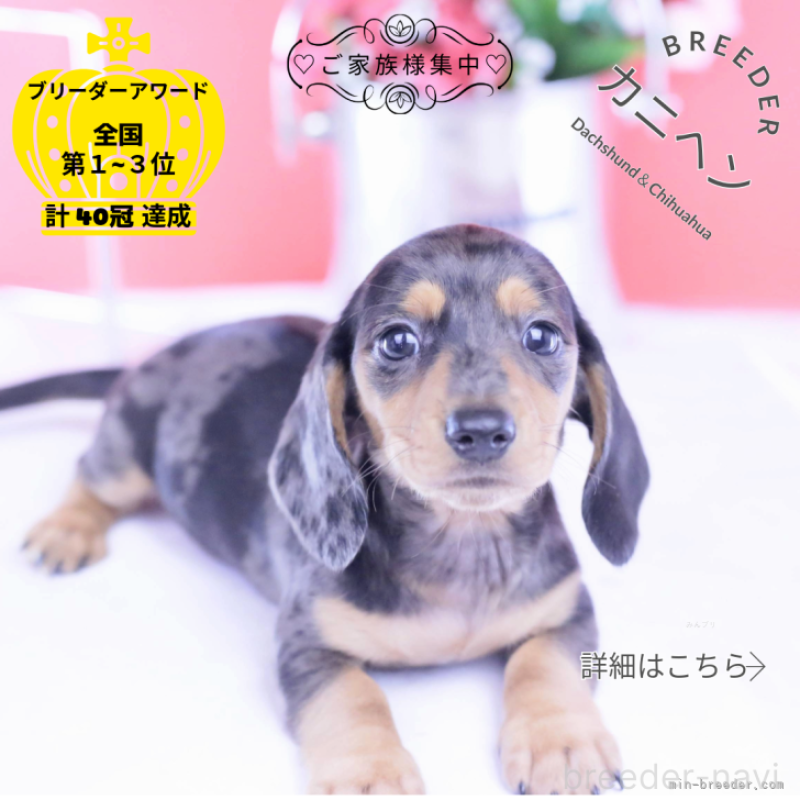 販売中ののカニンヘンダックスフンド(スムースヘアード)-426209