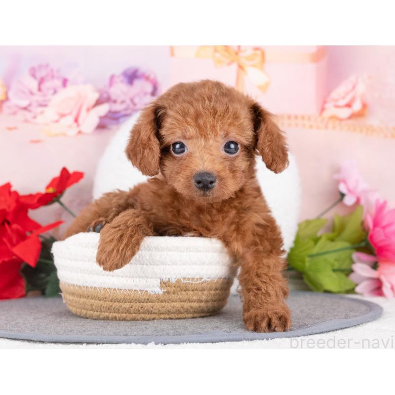 販売中の愛知県のトイプードル-431923の5枚目