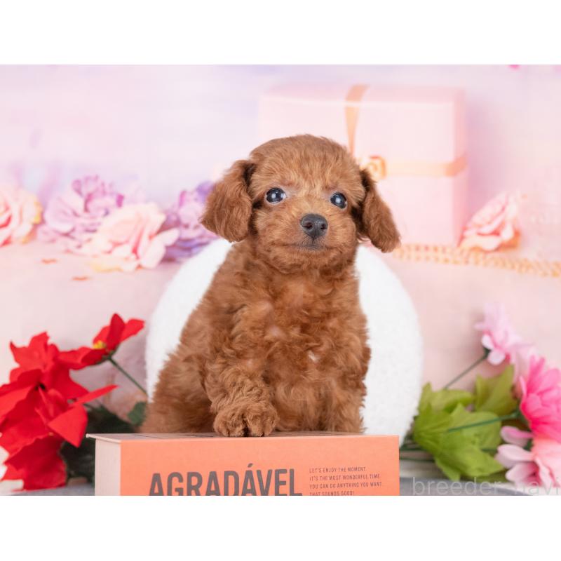 販売中の愛知県のトイプードル-431923の4枚目