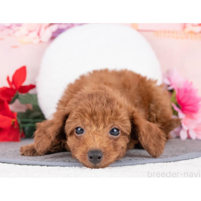 販売中の愛知県のトイプードル-431923の3枚目