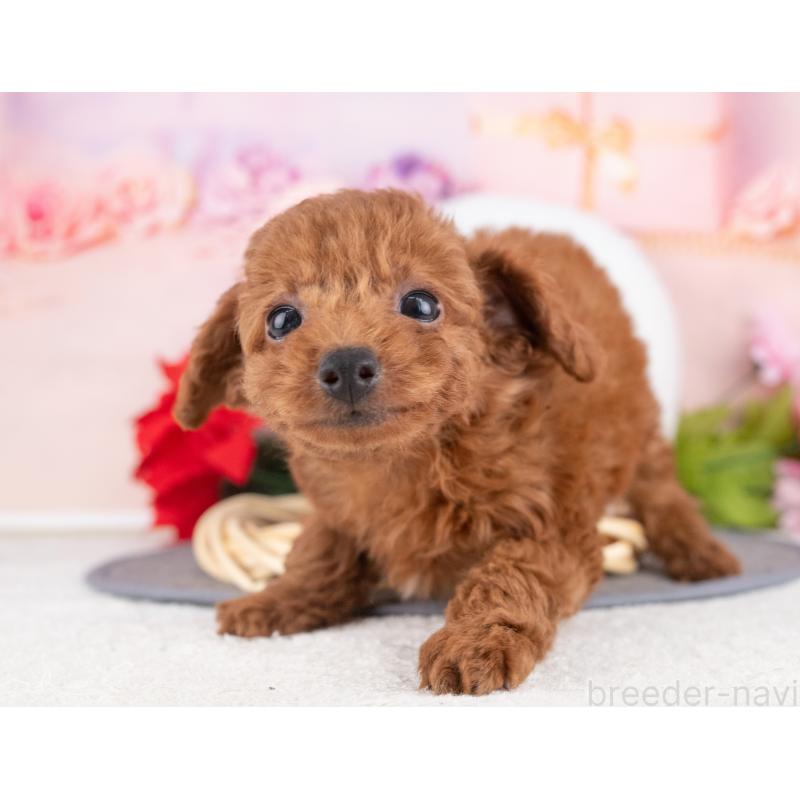 販売中の愛知県のトイプードル-431923の2枚目