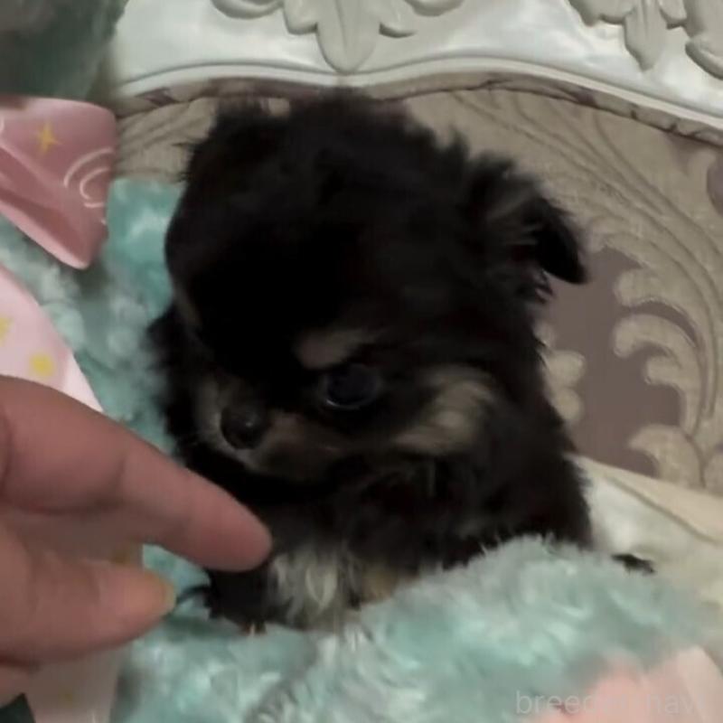 販売中の兵庫県のチワワ(ロングコート)-431924の3枚目