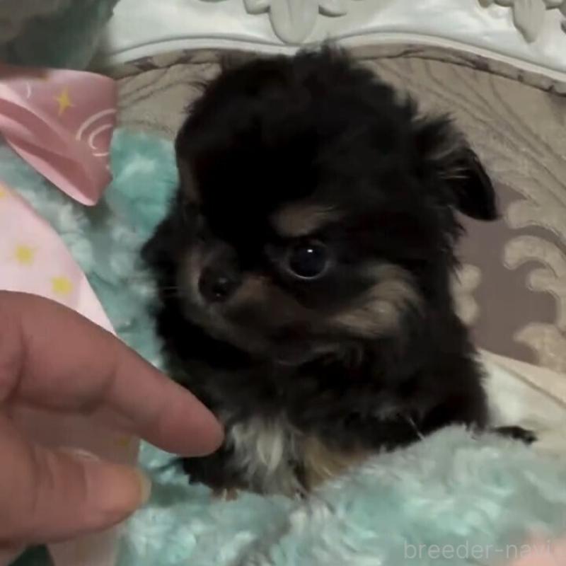 販売中の兵庫県のチワワ(ロングコート)-431924の2枚目