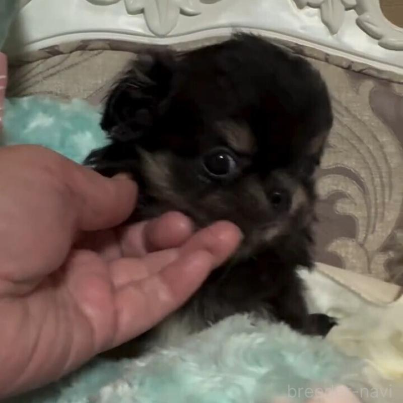 販売中ののチワワ(ロングコート)-431924