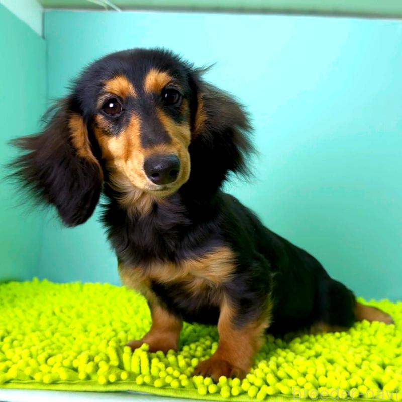 販売中の栃木県のミニチュアダックスフンド(ロングヘアード)-409518の8枚目