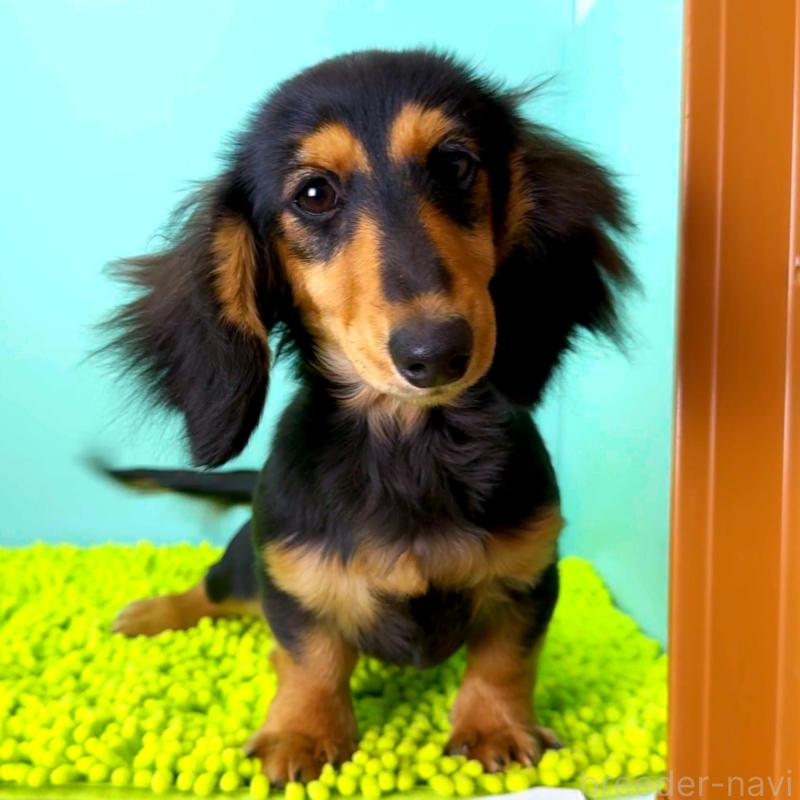 販売中の栃木県のミニチュアダックスフンド(ロングヘアード)-409518