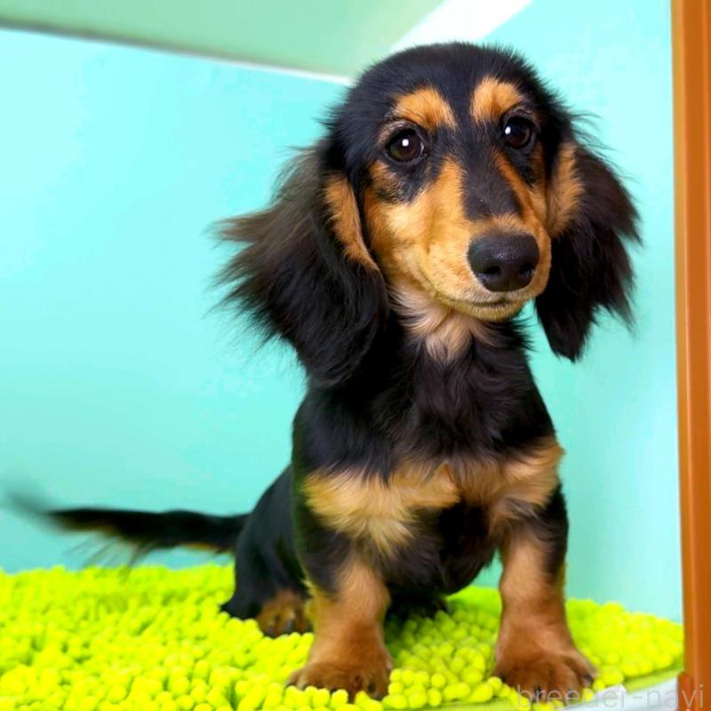 販売中の栃木県のミニチュアダックスフンド(ロングヘアード)-409518の5枚目