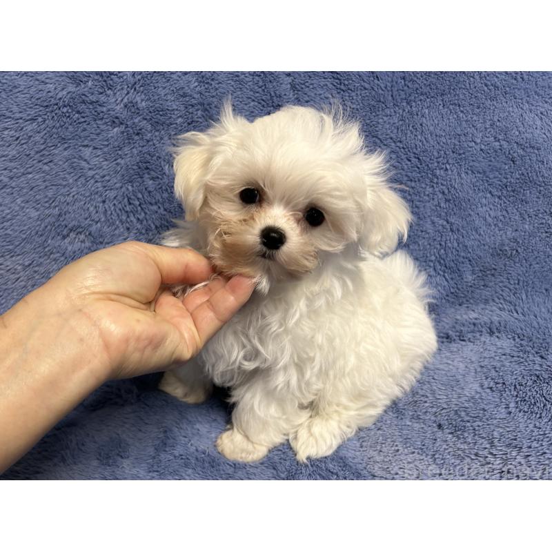 販売中の佐賀県のマルチーズ-423740の3枚目