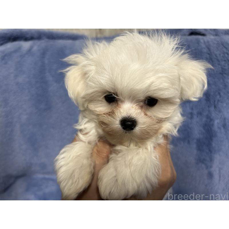 販売中の佐賀県のマルチーズ-423740の2枚目