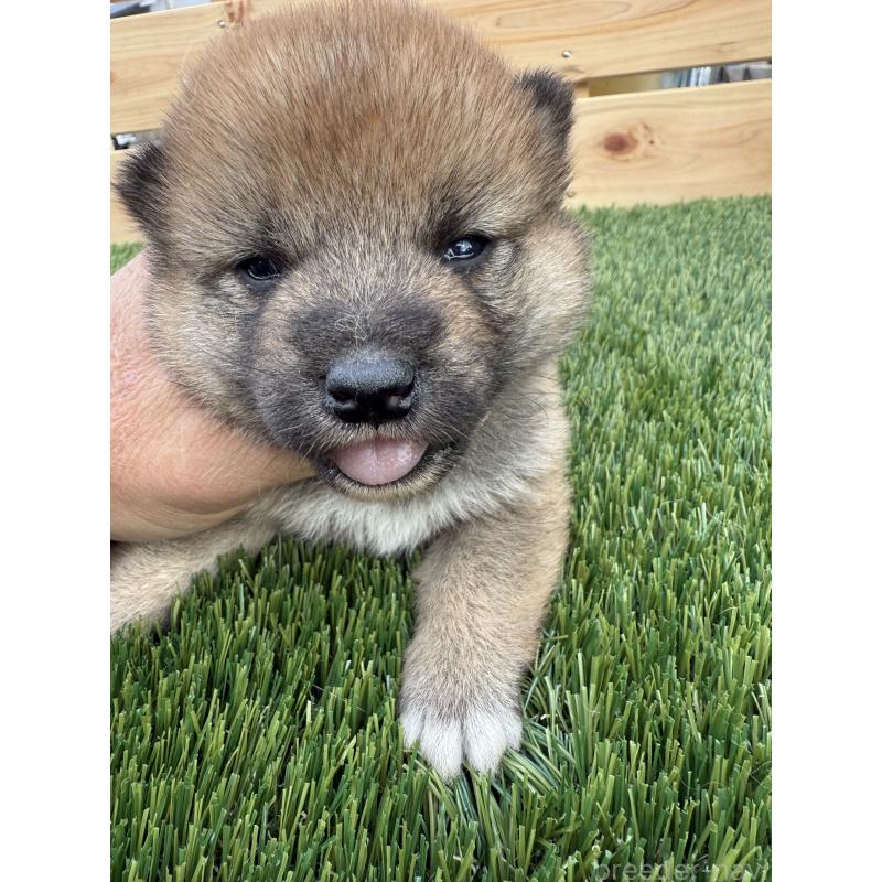 販売中の広島県の柴犬-431928の4枚目