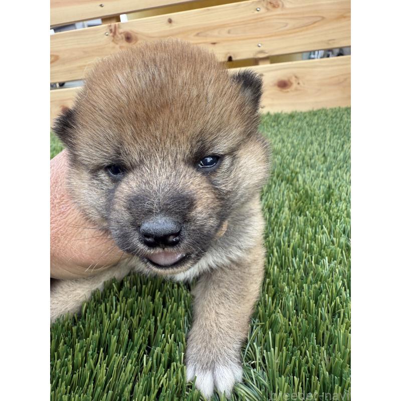 販売中の広島県の柴犬-431928の3枚目