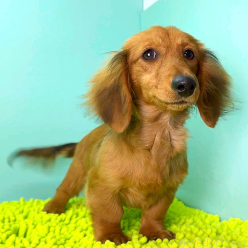 成約済の栃木県のミニチュアダックスフンド(ロングヘアード)-409515の5枚目