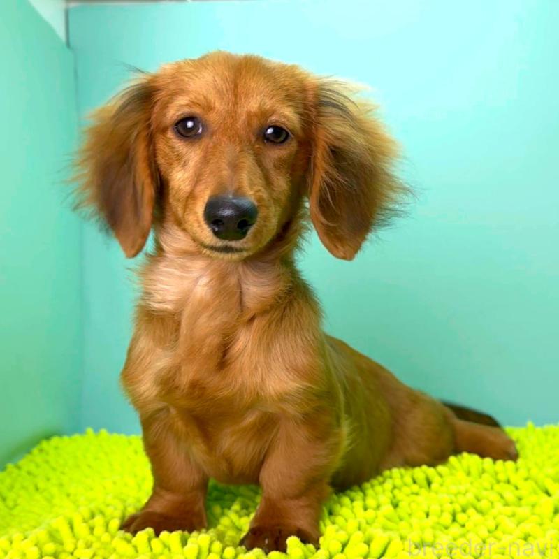 成約済の栃木県のミニチュアダックスフンド(ロングヘアード)-409515の4枚目