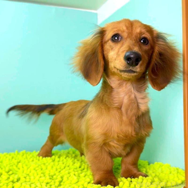 成約済の栃木県のミニチュアダックスフンド(ロングヘアード)-409515の3枚目