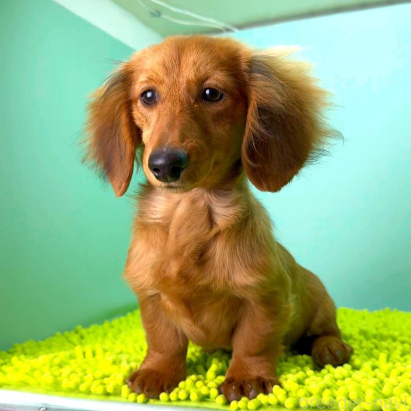 成約済の栃木県のミニチュアダックスフンド(ロングヘアード)-409515の2枚目