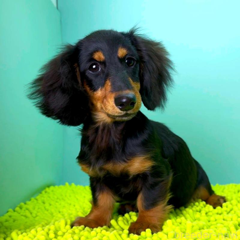 販売中の栃木県のミニチュアダックスフンド(ロングヘアード)-414361の4枚目