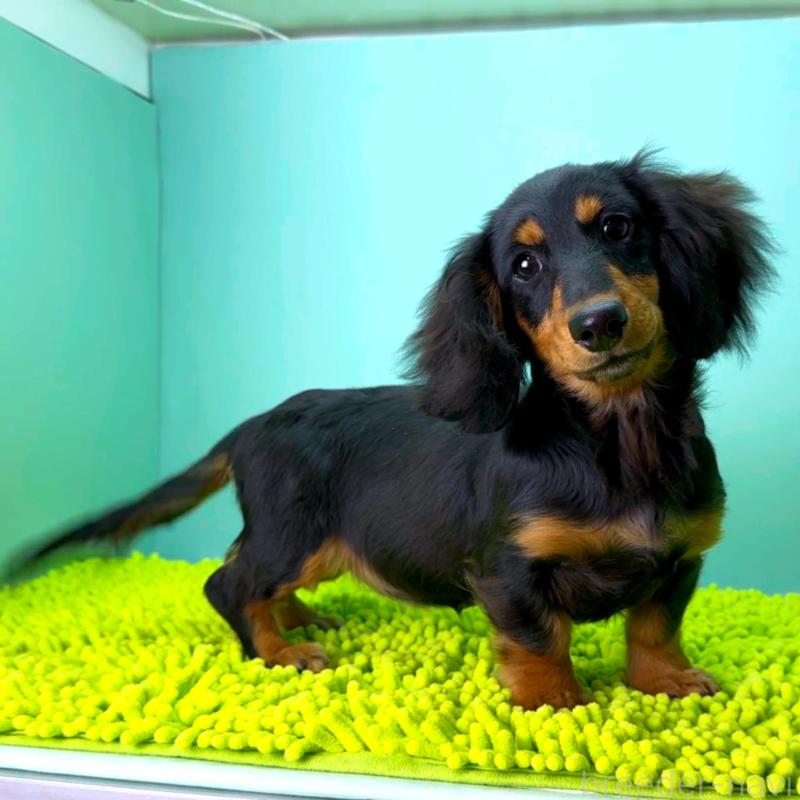 販売中の栃木県のミニチュアダックスフンド(ロングヘアード)-414361の3枚目