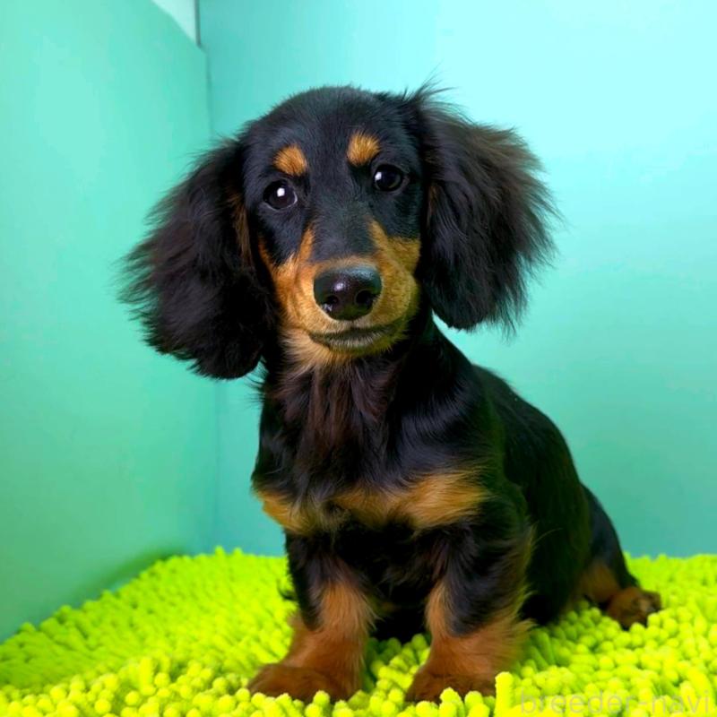 販売中の栃木県のミニチュアダックスフンド(ロングヘアード)-414361の2枚目