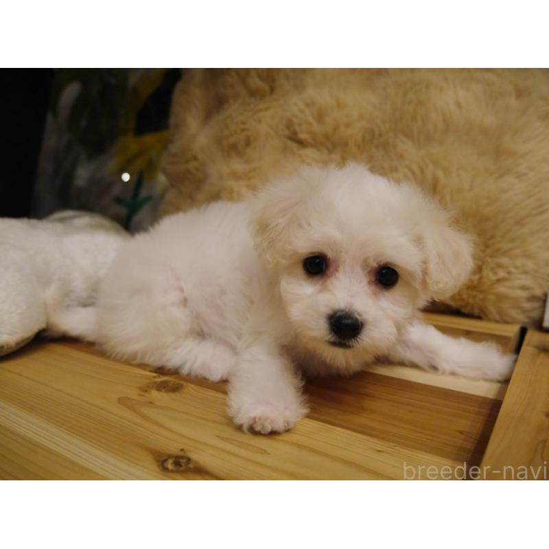 販売中の千葉県のビションフリーゼ-428591の4枚目