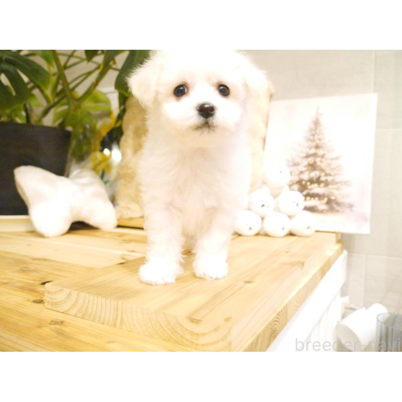 販売中の千葉県のビションフリーゼ-428591の3枚目