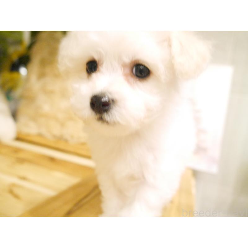 販売中の千葉県のビションフリーゼ-428591の2枚目