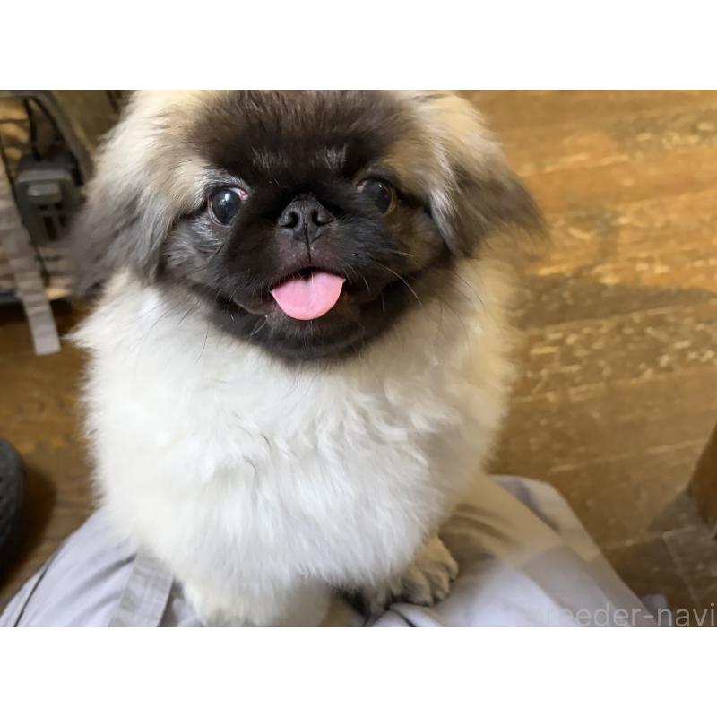 販売中の福岡県のペキニーズ-414165の3枚目