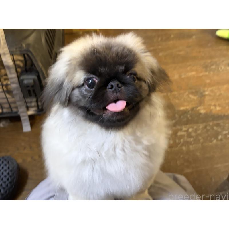 販売中の福岡県のペキニーズ-414165の2枚目