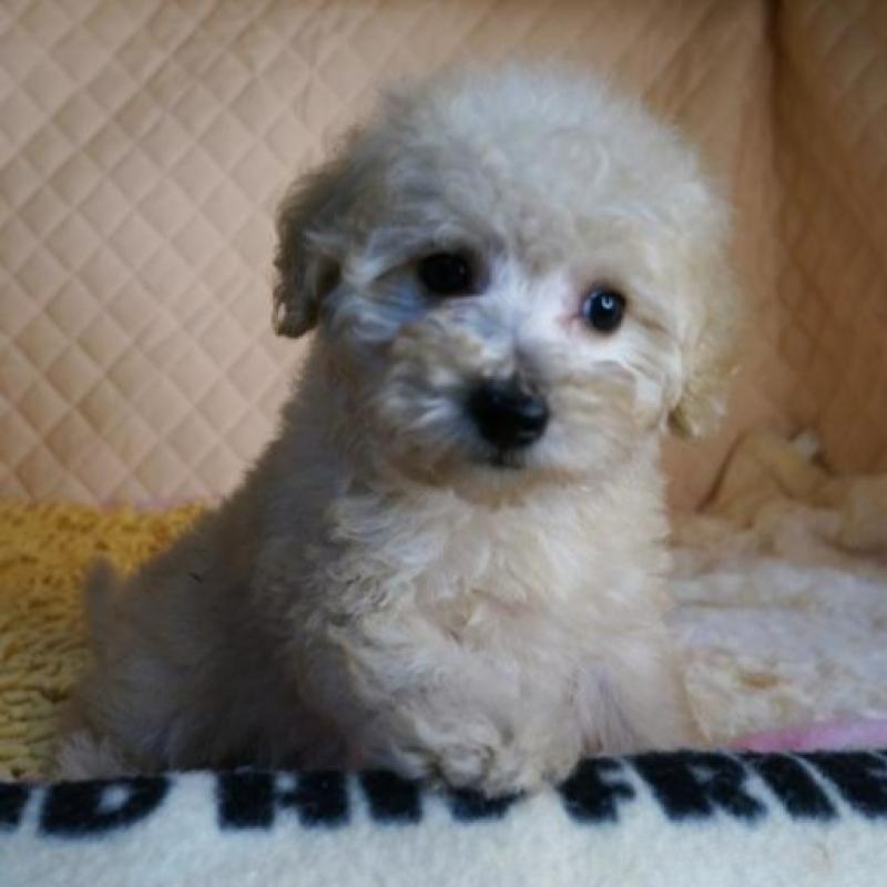 販売中の大阪府のトイプードル-431930の5枚目