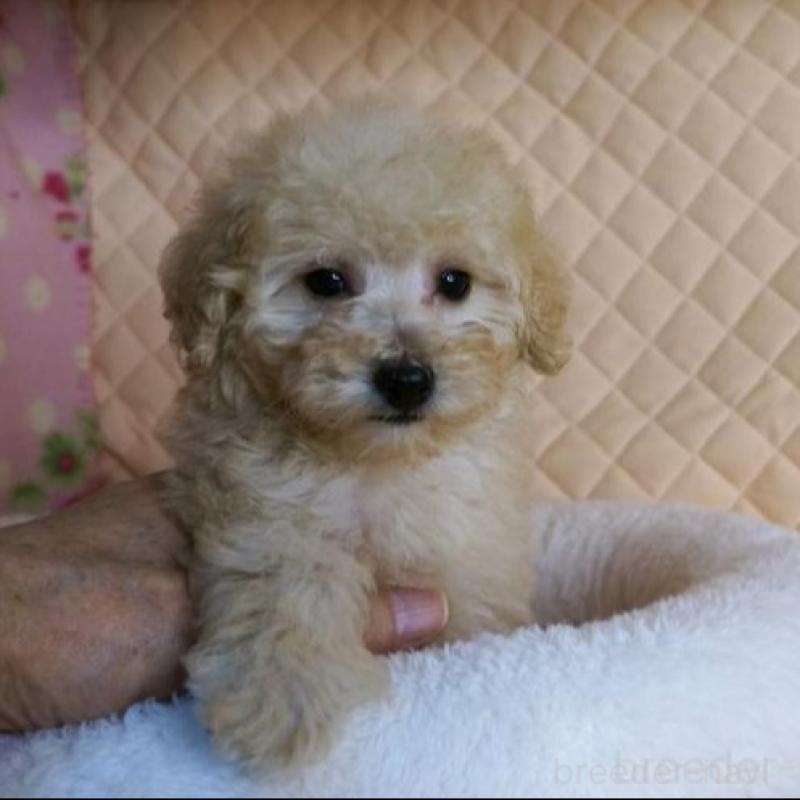 販売中の大阪府のトイプードル-431930の4枚目