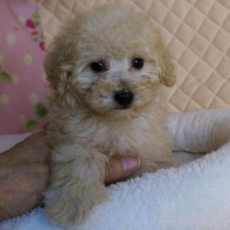 販売中の大阪府のトイプードル-431930の3枚目