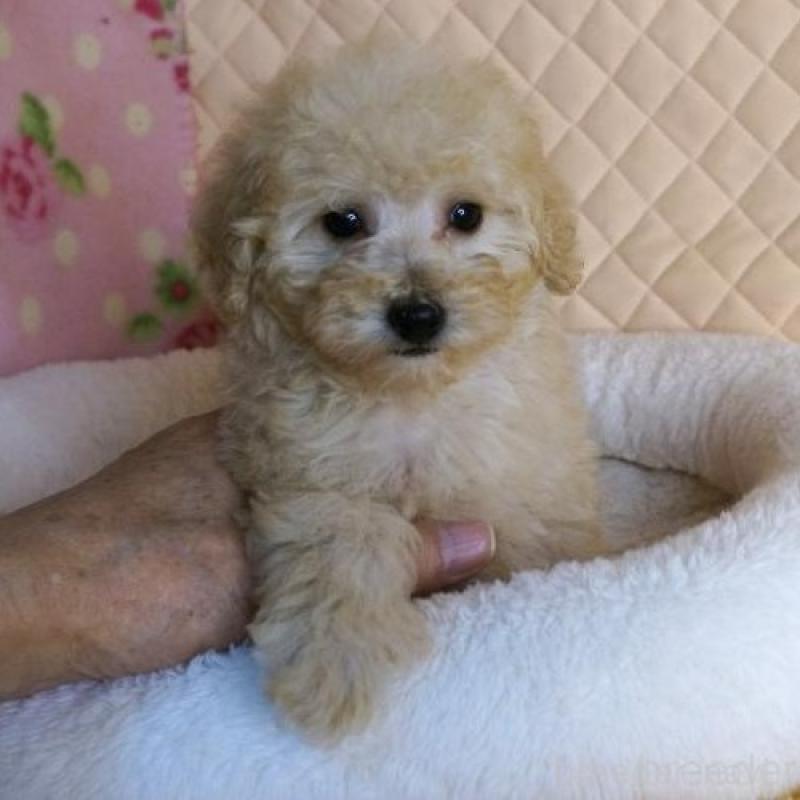 販売中の大阪府のトイプードル-431930の2枚目