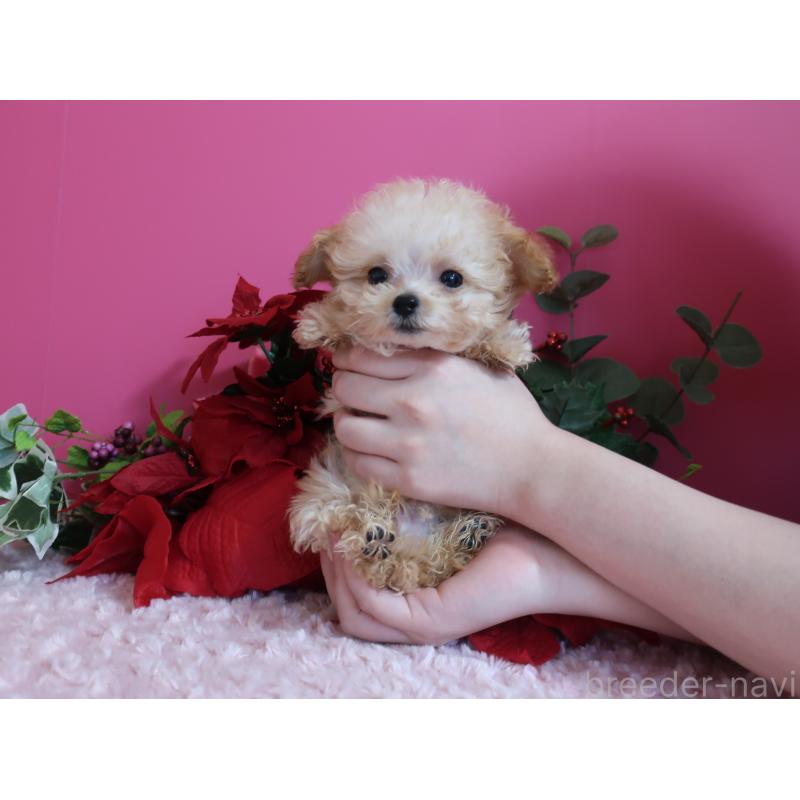 販売中の鹿児島県のティーカッププードル-428029