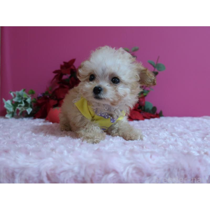 成約済の鹿児島県のティーカッププードル-428029の9枚目