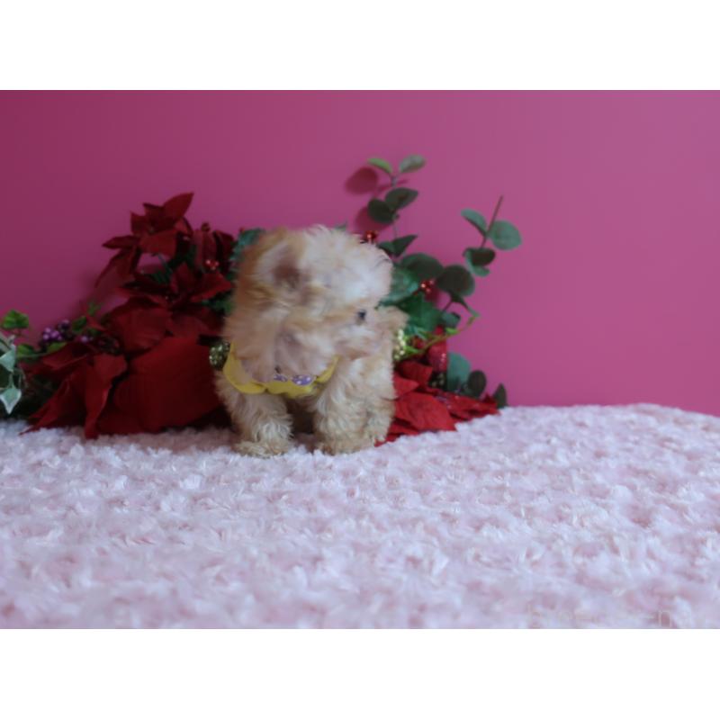 成約済の鹿児島県のティーカッププードル-428029の8枚目