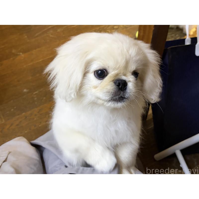 販売中の福岡県のペキニーズ-422506の2枚目