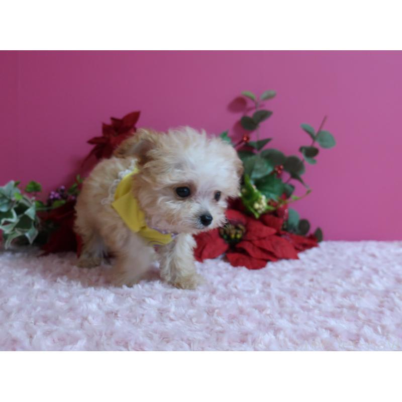 成約済の鹿児島県のティーカッププードル-428029の7枚目