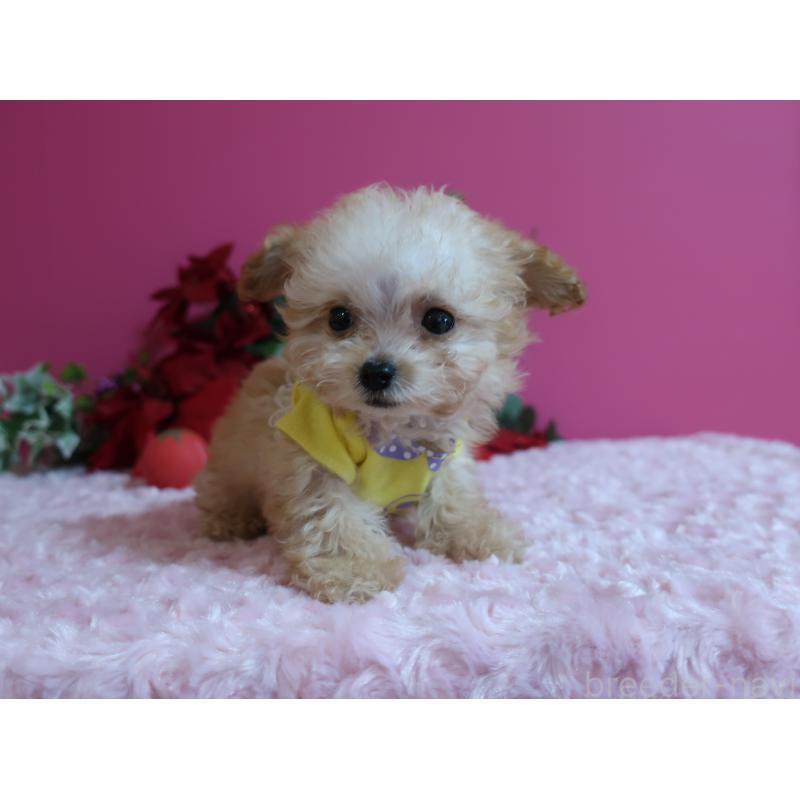 成約済の鹿児島県のティーカッププードル-428029の6枚目