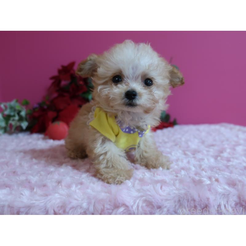 成約済の鹿児島県のティーカッププードル-428029の5枚目