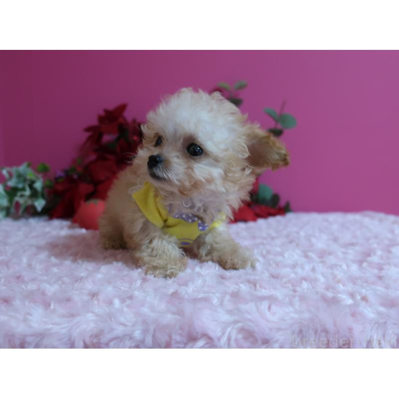 成約済の鹿児島県のティーカッププードル-428029の4枚目