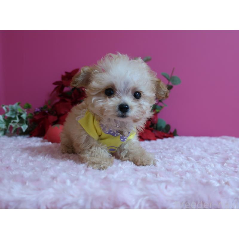 成約済の鹿児島県のティーカッププードル-428029の3枚目