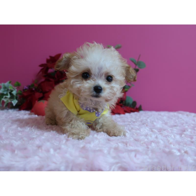 成約済の鹿児島県のティーカッププードル-428029の2枚目