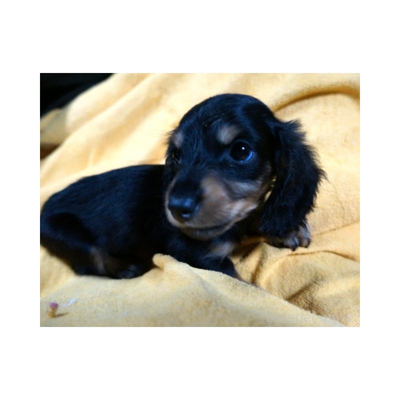 販売中の大阪府のミニチュアダックスフンド(ロングヘアード)-431932の5枚目