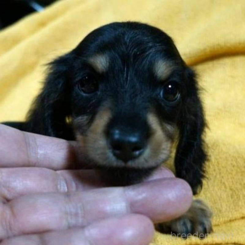 販売中の大阪府のミニチュアダックスフンド(ロングヘアード)-431932