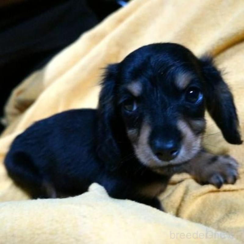 販売中の大阪府のミニチュアダックスフンド(ロングヘアード)-431932の4枚目