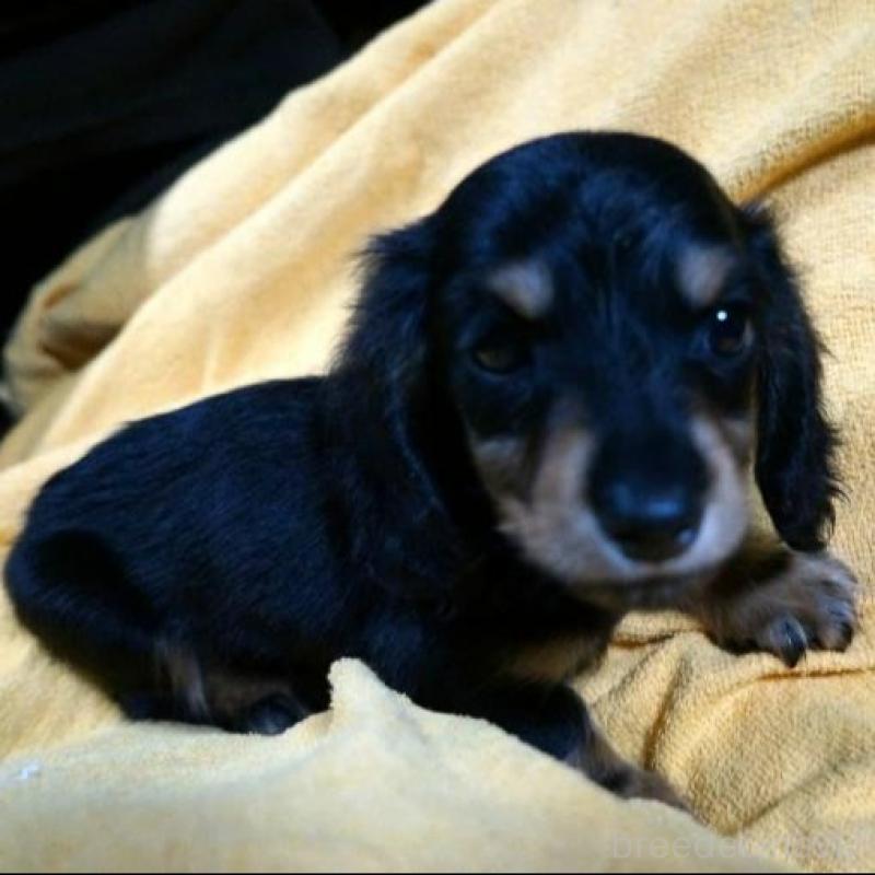 販売中の大阪府のミニチュアダックスフンド(ロングヘアード)-431932の3枚目