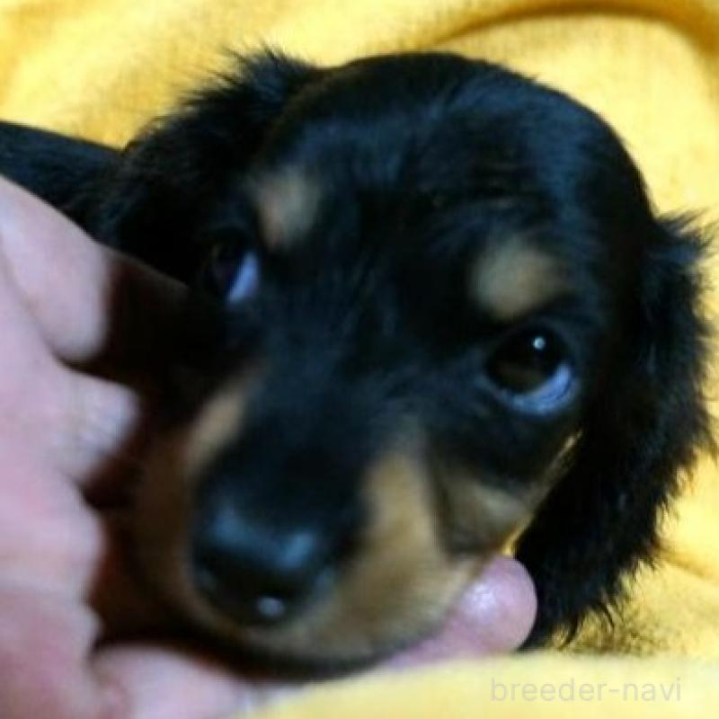 販売中の大阪府のミニチュアダックスフンド(ロングヘアード)-431932の2枚目