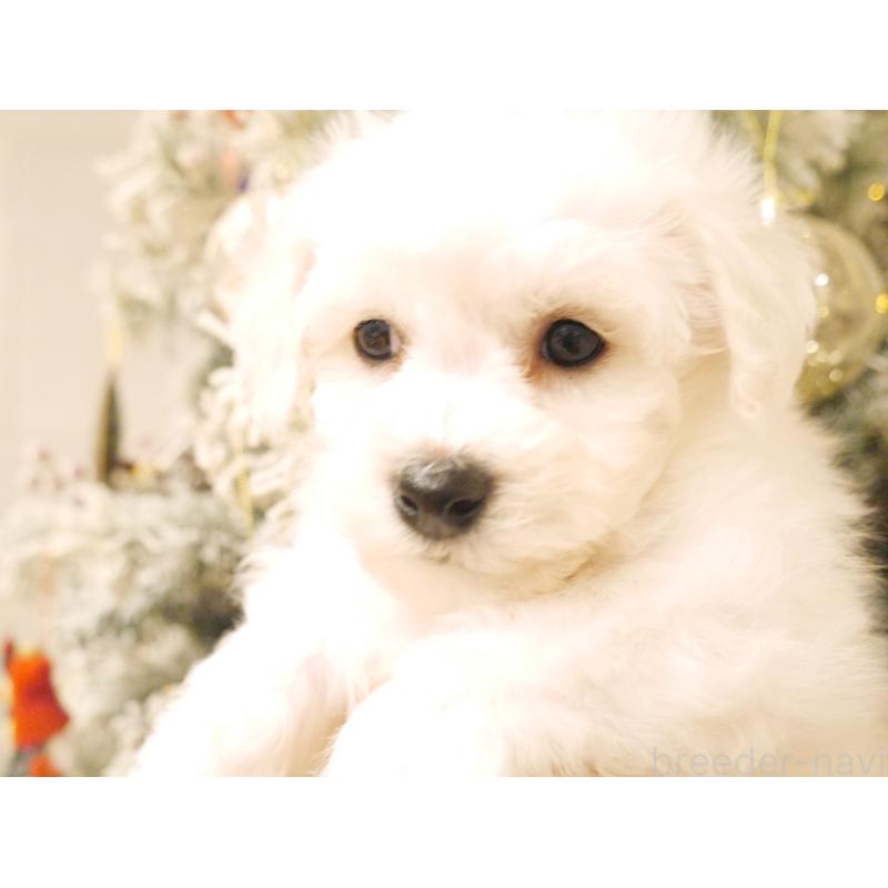 成約済の千葉県のビションフリーゼ-428578の7枚目