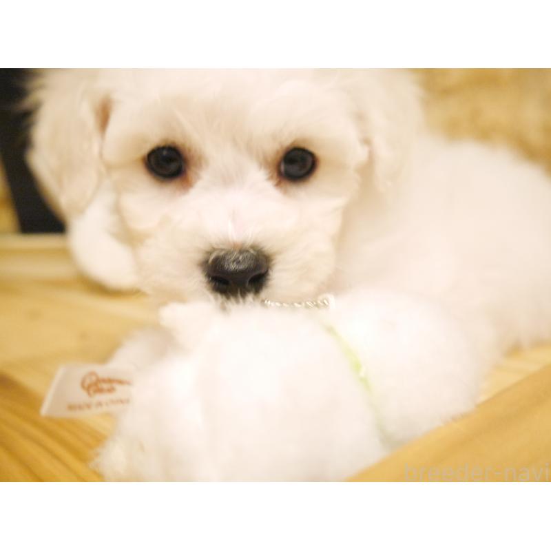 成約済の千葉県のビションフリーゼ-428578の6枚目