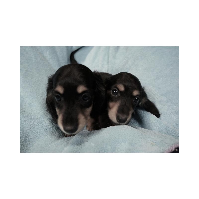 販売中の大阪府のミニチュアダックスフンド(ロングヘアード)-431933の5枚目